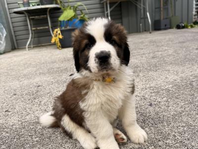 St Bernard puppies in Cavan
