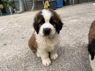 St Bernard puppies in Cavan