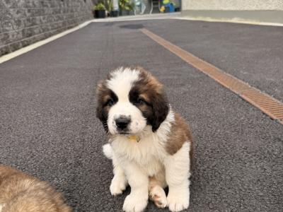 St Bernard puppies in Cavan