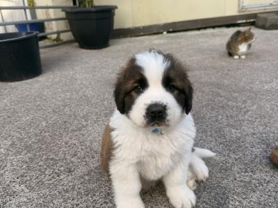St Bernard puppies in Cavan