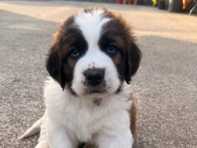 St Bernard puppies in Cavan