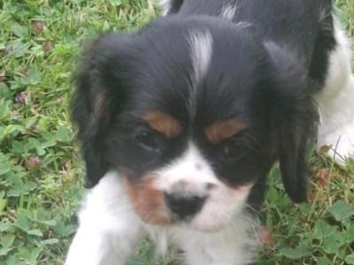 Classic Cavalier King Charles Spaniel puppies in Westmeath