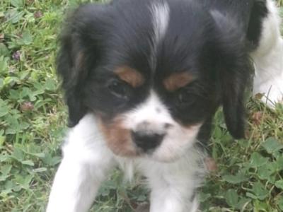Classic Cavalier King Charles Spaniel puppies in Westmeath