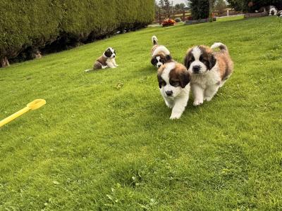 St Bernard puppies in Cavan