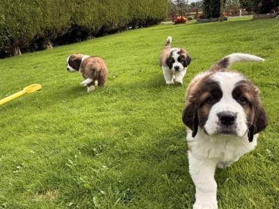 St Bernard puppies in Cavan