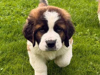 St Bernard puppies in Cavan