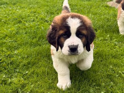 St Bernard puppies in Cavan
