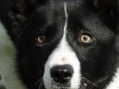 Border Collie pups for sale in Wicklow