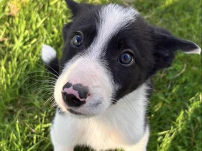 Border Collie pups for sale in Wicklow