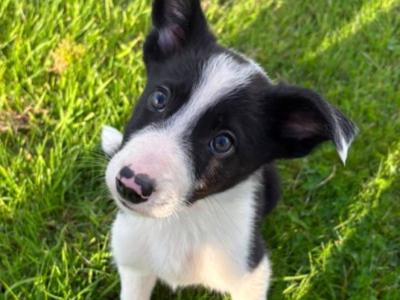 Border Collie pups for sale in Wicklow