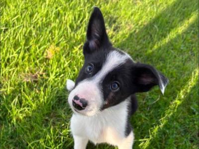 Border Collie puppies for sale in Wicklow