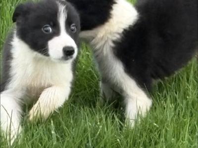 Border Collie pups for sale in Wicklow