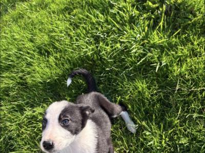 Border Collie pups for sale in Wicklow