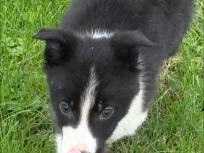 Border Collie pups for sale in Wicklow
