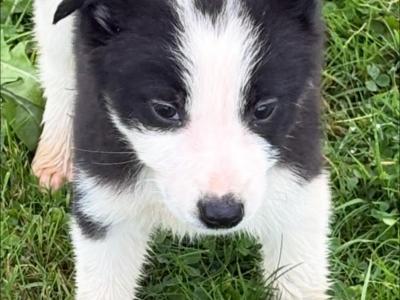 Border Collie pups for sale in Wicklow