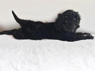 3 Beautiful Poodle puppies left in Wexford