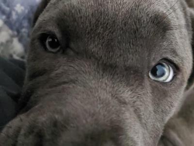 IKC Registered Rare Grey female Cane Corso puppy 6 months old for sale in Dublin