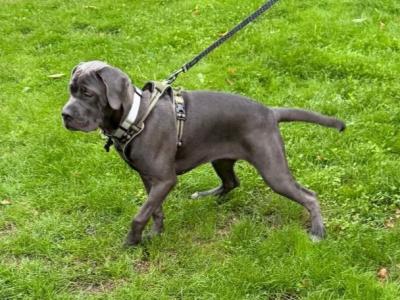 IKC Registered Rare Grey female Cane Corso puppy 6 months old for sale in Dublin
