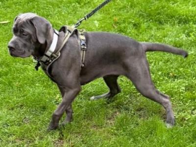 IKC Registered Rare Grey female Cane Corso puppy 7 months old for sale in Dublin