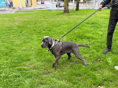 IKC Registered Rare Grey female Cane Corso puppy 6 months old for sale in Dublin