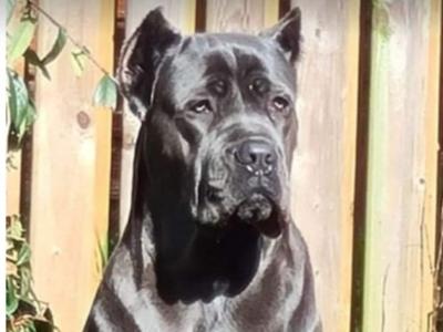 IKC Registered Rare Grey female Cane Corso puppy 7 months old for sale in Dublin