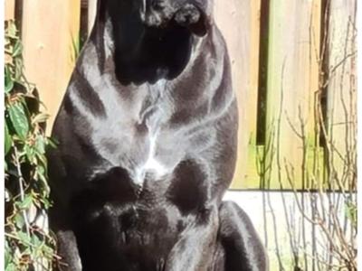 IKC Registered Rare Grey female Cane Corso puppy 6 months old for sale in Dublin