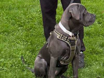 IKC Registered Rare Grey female Cane Corso puppy 7 months old for sale in Dublin