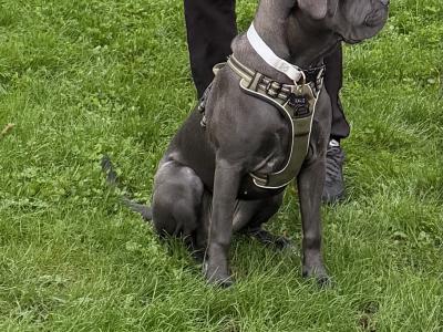 IKC Registered Rare Grey female Cane Corso puppy 6 months old for sale in Dublin