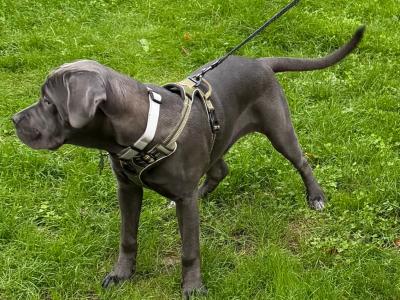 IKC Registered Rare Grey female Cane Corso puppy 7 months old for sale in Dublin