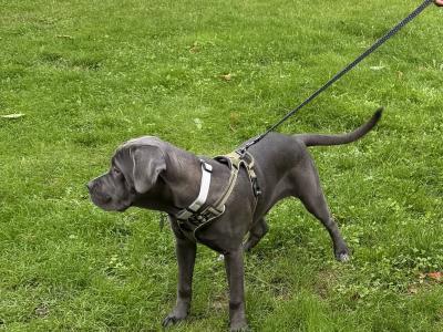 IKC Registered Rare Grey female Cane Corso puppy 6 months old for sale in Dublin