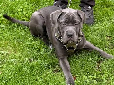 IKC Registered Rare Grey female Cane Corso puppy 6 months old for sale in Dublin
