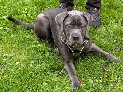 IKC Registered Rare Grey female Cane Corso puppy 7 months old for sale in Dublin