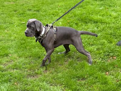 IKC Registered Rare Grey female Cane Corso puppy 7 months old for sale in Dublin