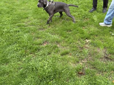 IKC Registered Rare Grey female Cane Corso puppy 6 months old for sale in Dublin