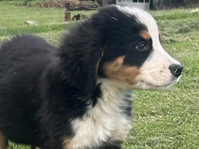 IKC Registered Bernese Mountain Dog pups in Wicklow
