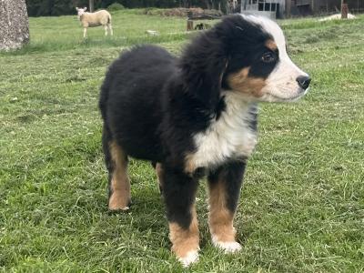 IKC Registered Bernese Mountain Dog puppies in Wicklow