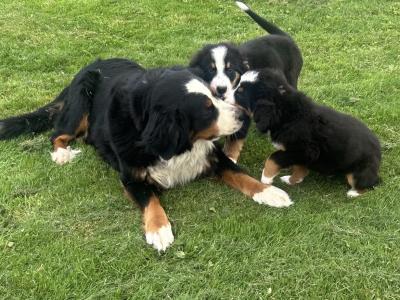 IKC Registered Bernese Mountain Dog pups in Wicklow