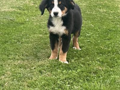 IKC Registered Bernese Mountain Dog pups in Wicklow