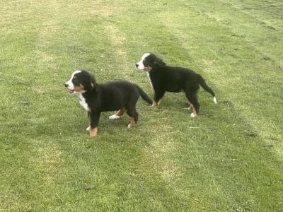 IKC Registered Bernese Mountain Dog pups in Wicklow