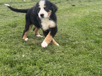 IKC Registered Bernese Mountain Dog pups in Wicklow