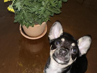 Male Chihuahua in Dublin