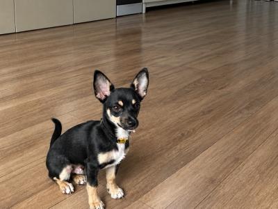 Male Chihuahua in Dublin