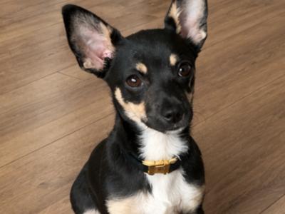 Male Chihuahua in Dublin