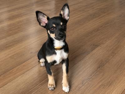 Male Chihuahua puppy 4 months old in Dublin - fully vaccinated