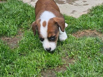 Jack Russell puppies in Waterford-last little boy left!