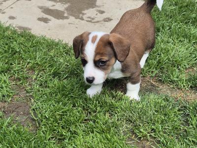 Jack Russell puppies in Waterford-last little boy left!