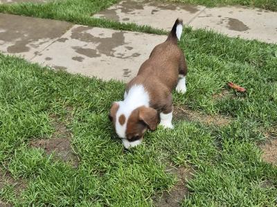Jack Russell puppies in Waterford-last little boy left!