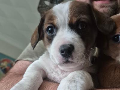 Jack Russell puppies in Waterford-last little boy left!
