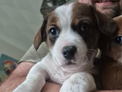 Jack Russell puppies in Waterford-last little boy left!