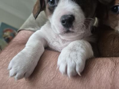Jack Russell puppies in Waterford-last little boy left!